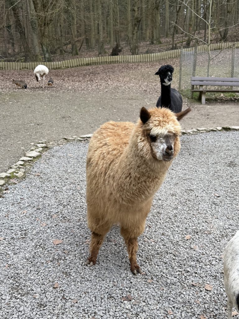 Lama