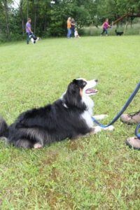 imgi_119_hunderennen-2016-36-683x1024