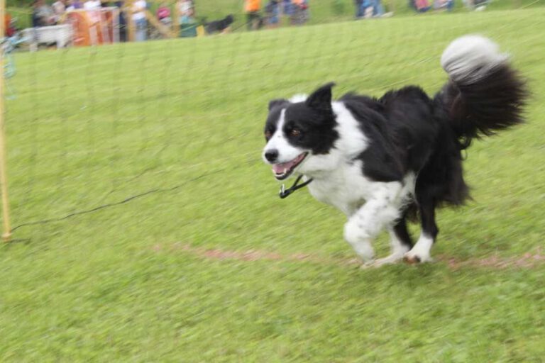 imgi_256_hunderennen-2016-8