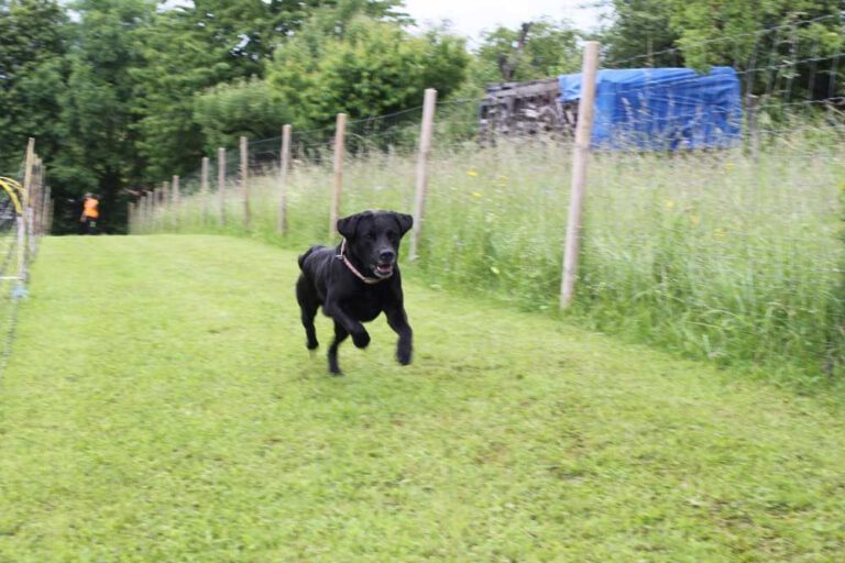 imgi_271_hunderennen-2016-23
