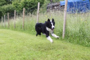 imgi_379_hunderennen-2016-21