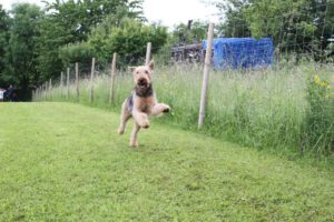 imgi_393_hunderennen-2016-28