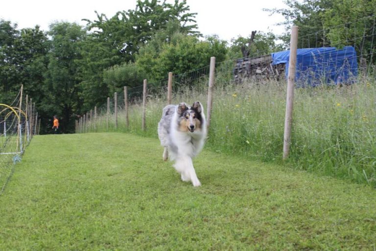 imgi_397_hunderennen-2016-30